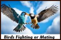 Are birds fighting or mating?