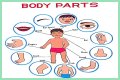 Body part with a pupil