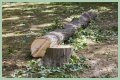 Cut down as a tree limb