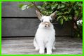 Do rabbits eat caladiums?