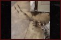 Rats Run Out From Under Homeless Person's Blanket on NYC Subway Platform